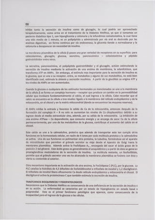 58
inhibe tanto la secreción de insulina como de glucagón, lo cual podría ser aprovechado
terapéuticamente, como arma en el tratamiento de la Diabetes Mellitus, ya que si tomamos un
paciente diabético tipo 1, con hiperglicemia y cetonuria y le infundimos somatostatina, la cual tiene
una vida medio de 1 minuto, es un polipéptido y administrada por vía oral es destruido por las
enzimas digestivas, en forma continua por vía endovenosa, la glicemia tiende a normalizarse y la
cetonuria a desaparecer sin necesidad de insulina.
La membrana plasmática de la célula 13 posee una gran variedad de receptores en su superficie: para
catecolaminas, glucagón, glucosa, secretina, pancreozimina - colecistocinina y péptido
gastroinhibidor entre otros.
La secretina, pancreozimina, el polipéptido gastroinhibidor y el glucagón, actúan estimulando la
secreción de insulina mediante la activación de una enzima de membrana, la adenilciclasa, que
transforma ATP en AMPc. Sin embargo, el estímulo mas importante para la secreción de insulina es
la glucosa, que se une a su receptor, entra, se metaboliza y alguno de sus metabolitos, no está bien
identificado cual, estimula la síntesis y secreción insulínica. A partir de la glucólisis se origina ATP y
los niveles de AMPc se ven aumentados.
Cuando la glucosa o cualquiera de los estímulos hormonales ya mencionados se une a la membrana
de la célula 13 se forma un complejo hormona - receptor que produce un cambio en la permeabilidad
celular que involucra fundamentalmente al calcio, el cual ingresa a la célula. Cabe recordar que el
calcio se encuentra en la célula a tres niveles: ligado a la membrana del retículo endoplásmico y de la
mitocondria, en el citosol y en la matriz mitocondrial (donde se encuentran ¡as mayores reservas).
El AMPc inhibe la entrada y favorece la salida de Ca de la mitocondria, entonces después de la
formación del complejo H - R no solo se aumentan los niveles de Ca citoplasmático debido a su
ingreso desde el medio extracelular sino, además, por su salida de la mitocondria. La inhibición de
una enzima ATPasa - Ca dependiente, que consume energía y se encarga de sacar Ca de la célula
permanentemente, por uno de los metabolitos de la glucosa, contribuye al aumento del calcio en el
citosol.
Este calcio se une a la calmodulina, proteína que además de transportar este ion cumple otras
funciones en la homeostasis celular, en razón de 4 iones por cada molécula proteica y la calmodulina
se activa. Una de sus funciones es polimerizar otra proteína, la tubulina, formándose así el aparato
de microtúbulos que permiten al gránulo secretor su viaje desde el Aparato de Golgi hasta la
membrana plasmática. Además activa la Fosfolipasa A 2 , encargada del sacar el ácido graso de la
posición 2 del glicerol. Este ácido graso es generalmente el araquidóriico y a partir de éste se generan
prostaglandinas moduladoras de la secreción de insulina. La molécula restante, un lisofosfátido,
permite que el gránulo secretor una vez ha alcanzado la membrana plasmática se fusione con ésta y
vierta su contenido al exterior.
Otro mecanismo importante es la activación de otra enzima, la Fosfolipasa C (PLC), por la glucosa. La
PLC cataliza la hidrólisis de 4,5 bifosfato de fosfatidilinositol a trifosfato de inositol y 1,2 diacilglicerot.
El trifosfato de inositol libera eficazmente Ca desde retículo endoplásmico y mitocondria al citosol. El
diacilglicerol activa la proteincinasa C que también estimula la secreción de insulina.
TRASTORNOS BIOQUIMICOS Y FISIOPATOLOGICOS
Recordemos que la Diabetes Mellitus es consecuencia de una deficiencia en la secreción de insulina o
en su acción. La enfermedad se caracteriza por un estado de hiperglicemia en estado basa¡ o
posprandial. Este es el primer fenómeno patológico que aparece, como consecuencia de la
incapacidad para el ingreso de la glucosa a las células.
 