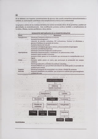 1
- Glucosi
- - Pérdida
nutrien
11ItEMÇ 1
60
En la diabetes con mayores concentraciones deglucosa ésta puede convertirse intracelularmente a
sorbitol, su acumulación contribuye a Ias:complicacionescrónicas. de Ja enfermedad.
Los grupos E-amino de los residuos de usina y los amino terminales libres de !as:proteínas pueden ser
glucosilados no enzimáticamente. Esta modificación proteica conlleva también a complicaciones en
la retina, riñones, nervios periféricos y otras células.
DESAJUSTES METABÓLICOS EN LA DIABETES MELUTUS
Efecto -, Mecanismo
Hiperglicemia -S Disminuye Transporte dé-glucosa al. músculo,
AurnehtaGluçqneogénesis -: -.
Inducción de piruvato carboxilasa, FEP carboxicinasa, fructosa 1,6 difosfatasa y
glucosa 6 fosfatasa sin oposición de insulina
Aumenta Alanina del músculo
Disminuye actividad de glucógeno sintasa y almacenamiento de glucogeno
Aumentan actividad de fosforilasa
Disminuye conversión dé glucosa a ácidósgrasos
Hiperlipidemia Disminuye Lipoproteinlipása y metabolismo de quilomicrones y VLDL
Aumenta Lipasa sensible a hormonas
Aumenta ácidos grasos en la circulación que promueven la reesterificación en el
- hígado
Cetoi -.,. Aumenta acidos grasos en suero,,, que promueven la producción de cuerpos
- cetónicos
Disminuye Inducción y actividad de acetilcoA carboxilasa
Aumenta Maibnil coA, que permite la pr-oxidación de ácidos grasos y la provisión de
acetilcoA para síntesis
Desgaste Disminuye transporte de aminoácidós a las células y síntesis de proteínas
Muscular - Aumenta catabolimo de pr'otéi'nas, que proporciona alánina para gluconeogénesis
ysíntesis dé urea - -
I.]r:II lIuIIu11
- - -- Déficit de -- - -
- - - -: - - acción insulínica '-- '-
 
