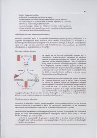 67
Regulan el agua extracelular.
Actúan en la síntesis y degradación de las grasas.
Intervienen en la síntesis de glucógeno y en la utilización de la glucosa.
Son necesarias para la formación de la vitamina A, a partir de los carotenos.
Estimulan el crecimiento y la diferenciación.
Imprescindibles para el desarrollo del sistema nervioso, central y periférico.
Intervienen en los procesos de la contracción muscular y motilidad intestinal.
Participan en el desarrollo y erupción dental.
Glándula paratiroides: hormona paratiroidea PTH
Hormona Paratiroidea (PTH): es una hormona proteica liberada por la glándula paratiroides y es el
regulador más importante de los niveles de calcio y fósforo en el organismo. La liberación de la
hormona paratiroidea es controlada por el nivel de calcio en la sangre, es decir, los niveles bajos de
calcio en la sangre provocan un aumento en la liberación de esta hormona, mientras que los niveles
altos de calcio en la sangre inhiben su liberación.
Páncreas: Insulina y Glucagón
I• GLUCOSA ,#
— (-1
Et h.gi4o libra Las C.IUPa1.4tpO4.,
Azuci i la ,ugre tOIfl*fl glucosa de
La insulina es una hormona polipeptídica formada por 51
aminoácidos, ésta es producida y segregada por las células
beta de los islotes de Langerhans del páncreas, en forma de
precursor inactivo llamado proinsulina. Pasa al aparato de
Golgi, donde se modifica, eliminando una parte y uniendo los.
aldos fragmentos restantes mediante puentes disulfuro. L
insulina interviene en el aprovechamiento metabólico de lo
nutrientes, sobre todo con el anabolismo de los carbohidratos.
Su déficit provoca la diabetes mellitus y su exceso provoca
hiperinsulinismo con hipoglucemia.
La insulina es una hormona anabólica que permite disponer a
las células del aporte necesario de glucosa para los procesos
de síntesis con gasto de energía. De esta glucosa, mediante
glucólisis y respiración celular se obtendrá la energía necesaria
en forma de ATP. Su función es la de favorecer la
incorporación de glucosa de la sangre hacia las células, es así
que cuando hay altos niveles de glucosa en sangre, el páncreas
segrega insulina para favorecer dicho proceso. El glucagón, al contrario, actúa cuando el nivel de
glucosa en sangre ha disminuido y es entonces liberado a la sangre 4.
Médula suprarrenal: adrenalina
Adrenalina: la adrenalina, también llamada epinefrina en su sustitutivo sintético, es una hormona
vasoactiva secretada en situaciones de alerta por las glándulas suprarrenales. Es una monoamina
catecolamina, simpaticomimética derivada de los aminoácidos fenilalanina y tirosina.
La adrenalina es una hormona secretada por las glándulas adrenales en respuesta a una situación de
peligro. Su acción está mediada por receptores adrenérgicos, tanto de tipo a como 0. Entre los
efectos fisiológicos que produce están:
Aumenta la concentración de glucosa en sangre. Esto se produce porque, al igual que el
glucagón, la adrenalina moviliza las reservas de glucógeno hepátco y, a diferencia del glucagón,
también las musculares.
 