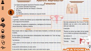 Los órganos del aparato reproductor femenino incluyen:
 Los Ovarios (Gónadas Femeninas)
 Las Trompas Uterinas (de Falopio) u Oviductos
 El Útero
 La Vagina
 Los Genitales externos, llamados en conjunto VULVA
producen:
1) gametos, ovocitos secundarios que se desarrollan hasta formar el
óvulo luego de la fecundación.
2) hormonas, incluyendo la progesterona y estrógenos (la hormona
sexual femenina), inhibina y relaxina.
OVARIOS
Trompas
uterinas
Son dos conductos de 10 a 12 cm y 1 cm de
diámetro que se unen a los cuernos del
útero por cada lado.
FUNCION:
*Recibe los acinos que salen de las coanas
y en su interior se produce la fecundación.
Se divide en 4:
*infundíbulo *ampolla
*fimbrias *istmo
ÚTERO
Esta situado entre la vejiga urinaria y el recto tiene el tamaño y la forma de una pera
invertida,
En las mujeres que nunca estuvieron embarazadas mide alrededor de 7.5cm de largo,
5cm de ancho y 2.5 de espesor.
*se divide en:
1) una porción en forma de cúpula, por encima de las trompas uterinas, llamada fondo (fundus)
uterino,
2) una porción central estrecha, el cuerpo uterino
3) una porción inferior angosta, el cuello o cérvix, que se abre hacia la vagina.
 