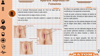 Es un conducto fibromuscular tubular de 10cm de largo que se
extiende desde el exterior hasta el cuello uterino.
*esta situado entre la vejiga urinaria y el recto.
*la vagina se orienta en dirección posterior y superior en donde se
une con el útero.
VAGINA Se refiere a los genitales externos de la mujer. Esta
constituida por los siguientes componentes.
*monte de pubis: eminencia rodeada de delante de
la síntesis del pubis, formada por tejido adiposo mas
piel con cuello pubiano.
*labios mayores: son dos grandes pliegues de la piel
que se dirigen hacia abajo y hacia atrás el monte
pubis.
*labios menores: son dos delicados pliegues de piel
que poseen glándulas sebáceas y sudoríparas, se
encuentra entre los labios mayores y rodean el
vestíbulo de la vagina.
*Clitooria: ea un órgano pequeño, tien 2cm de
longitud y esta entre los extremos anteriores de los
labios menores
VULVA
 