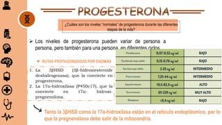 Los niveles de progesterona pueden variar de persona a
persona, pero también para una persona, en diferentes ciclos.
¿Cuáles son los niveles “normales” de progesterona durante las diferentes
etapas de la vida?
1. La 3βHSD (3β-hidroxiesteroide
deshidrogenasa), que la convierte en
progesterona.
2. La 17α-hidroxilasa (P450c17), que la
convierte en 17α- hidroxi-
pregnenolona.
♥ RUTAS PROTAGONIZADAS POR ENZIMAS
Tanto la 3βHSD como la 17α-hidroxilasa están en el retículo endoplásmico, por lo
que la pregnenolona debe salir de la mitocondria.
 