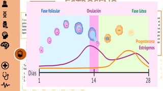 ETAPA 1:
Fase folicular = aumento del estrógeno, el estradiol se produce
principalmente en los ovarios. En la primera parte del ciclo—la
fase folicular, desde el inicio del periodo hasta la ovulación—el
estradiol se produce en los sacos que contienen los óvulos,
llamados folículos.
Cerca del final de esta primera etapa, los niveles de
estradiol llegan a su punto máximo, provocando que el
cerebro libere dos hormonas: una gran cantidad de hormona
luteinizante (LH) y una menor cantidad de hormona folículo
estimulante (FSH).
Tu fluido cervical también cambia a lo largo de la fase
folicular:
1. Fase temprana a fase media: espeso/pegajoso
2. Fase media a fase tardía: espeso/pegajoso/cremoso
3. Fase tardía hasta la ovulación: acuoso y corredizo,
como una clara de huevo
ETAPA 2:
Fase lútea = disminución del estrógeno Después de que
ocurre la ovulación, cuando el folículo ha colapsado liberando el
óvulo, comienza la segunda parte del ciclo: la fase lútea. En el
lugar donde se encontraba el folículo, se forma una nueva
estructura encargada de producir hormonas, a partir de las
paredes del folículo colapsado. A esto se le denomina cuerpo
lúteo, la función principal del cuerpo lúteo consiste en producir
mucha progesterona, otra hormona sexual, pero también
estradiol.
Si el óvulo no se fertiliza e implanta alrededor de cuatro
días antes del inicio del periodo, el cuerpo lúteo deja de
producir progesterona y estradiol, y los niveles de estas
dos hormonas en la sangre se reducen de nuevo
 