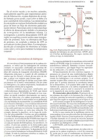 Bioquimica -Antonio Blanco-