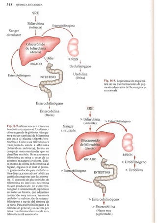 Bioquimica -Antonio Blanco-