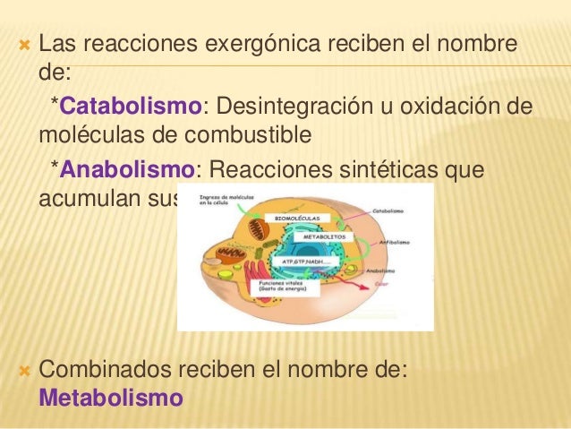 Enfermedades vasculares: Síndrome de Budd-Chiari, trombosis de la vena porta.