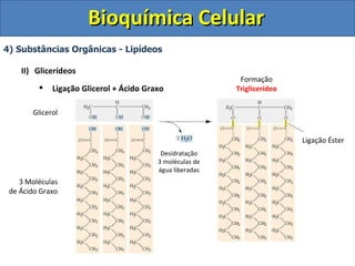 Bioquímica Celular 4) Substâncias Orgânicas - Lipídeos Glicerídeos Ligação Glicerol + Ácido Graxo Glicerol 3 Moléculas de Ácido Graxo Desidratação 3 moléculas de água liberadas Formação Triglicerídeo Ligação Éster 