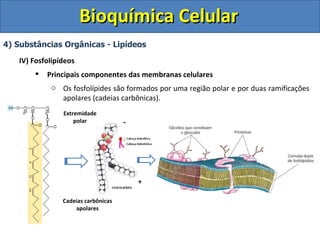 Bioquímica Celular 4) Substâncias Orgânicas - Lipídeos IV) Fosfolipídeos Principais componentes das membranas celulares Os fosfolípides são formados por uma região polar e por duas ramificações apolares (cadeias carbônicas). Extremidade polar Cadeias carbônicas apolares - + 