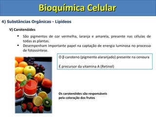 Bioquímica Celular 4) Substâncias Orgânicas - Lipídeos V) Carotenóides São pigmentos de cor vermelha, laranja e amarela, presente nas células de todas as plantas. Desempenham importante papel na captação de energia luminosa no processo de fotossíntese. Os carotenóides são responsáveis pela coloração dos frutos O  β  caroteno (pigmento alaranjado) presente na cenoura É precursor da vitamina A (Retinol) 