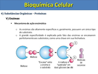 Bioquímica Celular 