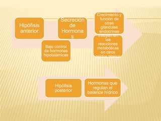 Hipófisis
anterior
Secreción
de
Hormona
s
Crecimiento y
función de
otras
glándulas
endocrinas
Influyen en
las
reacciones
metabólicas
en otros
tejidos blanco
Bajo control
de hormonas
hipotalámicas
Hipófisis
posterior
Hormonas que
regulan el
balance hídrico
 