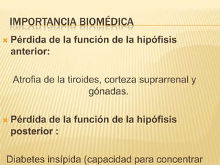 IMPORTANCIA BIOMÉDICA
 Pérdida de la función de la hipófisis
anterior:
Atrofia de la tiroides, corteza suprarrenal y
gónadas.
 Pérdida de la función de la hipófisis
posterior :
Diabetes insípida (capacidad para concentrar
 