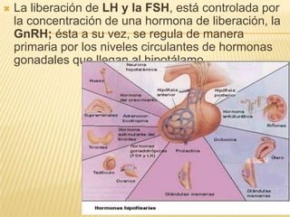  La liberación de LH y la FSH, está controlada por
la concentración de una hormona de liberación, la
GnRH; ésta a su vez, se regula de manera
primaria por los niveles circulantes de hormonas
gonadales que llegan al hipotálamo .
 