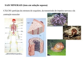 SAIS MINERAIS (íons em solução aquosa)  CÁLCIO: participa da estrutura do esqueleto, da transmissão do impulso nervoso e da contração muscular 