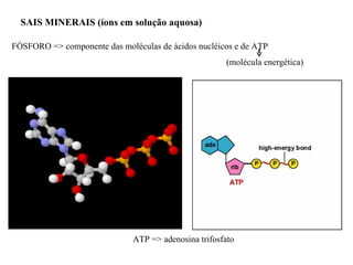 SAIS MINERAIS (íons em solução aquosa)  FÓSFORO => componente das moléculas de ácidos nucléicos e de ATP  (molécula energética) ATP => adenosina trifosfato  