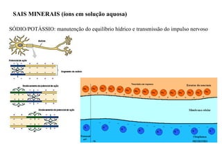 SAIS MINERAIS (íons em solução aquosa)  SÓDIO/POTÁSSIO: manutenção do equilíbrio hídrico e transmissão do impulso nervoso 