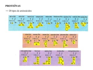 PROTEÍNAS  => 20 tipos de aminoácidos  