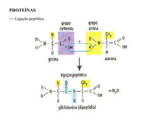 PROTEÍNAS  => Ligação peptídica 