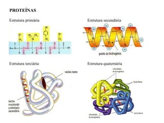 PROTEÍNAS  Estrutura primária  Estrutura secundária  Estrutura terciária  Estrutura quaternária  