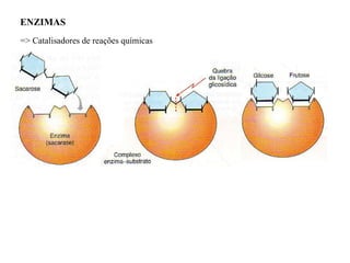 ENZIMAS  => Catalisadores de reações químicas 