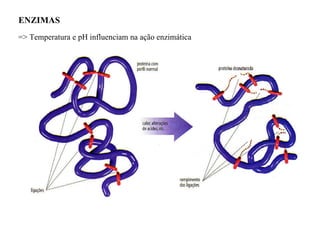 ENZIMAS  => Temperatura e pH influenciam na ação enzimática 