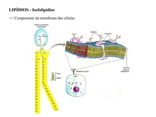 LIPÍDIOS - fosfolipídios  => Componente da membrana das células 