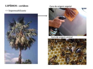 LIPÍDIOS - cerídeos => Impermeabilizante Cera de origem vegetal Cera de origem animal 