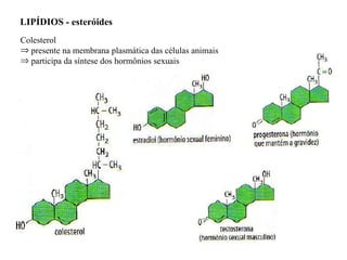 LIPÍDIOS - esteróides  Colesterol presente na membrana plasmática das células animais participa da síntese dos hormônios sexuais 