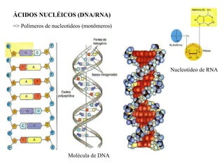 ÁCIDOS NUCLÉICOS (DNA/RNA)  => Polímeros de nucleotídeos (monômeros) Nucleotídeo de RNA Molécula de DNA 
