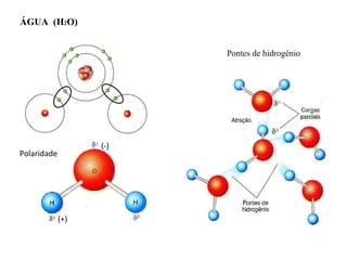 (-) (+) ÁGUA  (H 2 O)  Polaridade Pontes de hidrogênio 