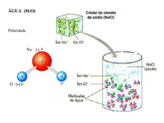 ÁGUA  (H 2 O)  Polaridade (-) (+) Na + Cl - 