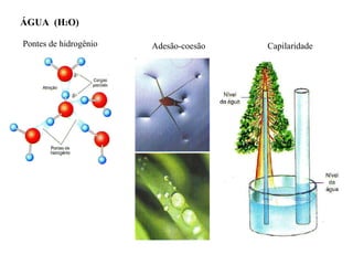 ÁGUA  (H 2 O)  Pontes de hidrogênio Adesão-coesão Capilaridade 