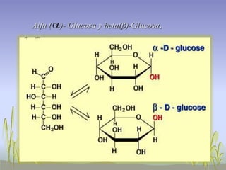 Alfa (   )- Glucosa y beta(β)-Glucosa   .
 