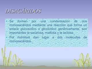 DISACÁRIDOS
• Se forman por una condensación de dos
  monosacáridos mediante una reacción que forma un
  enlace glucosídico o glicosídico genéricamente, son
  importantes la sacarosa, maltosa y la lactosa.
• Por hidrólisis dan lugar a dos moléculas de
  monosacáridos.
 