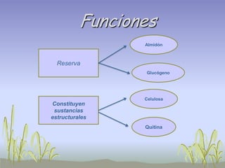 Funciones
                 Almidón



  Reserva
                 Glucógeno




                 Celulosa
Constituyen
 sustancias
estructurales
                 Quitina
 