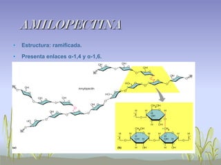 AMILOPECTINA
•   Estructura: ramificada.

•   Presenta enlaces α-1,4 y α-1,6.
 