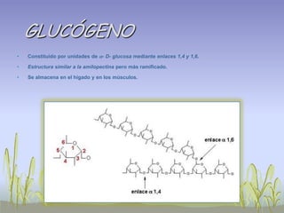 GLUCÓGENO
•   Constituido por unidades de - D- glucosa mediante enlaces 1,4 y 1,6.

•   Estructura similar a la amilopectina pero más ramificado.

•   Se almacena en el hígado y en los músculos.
 