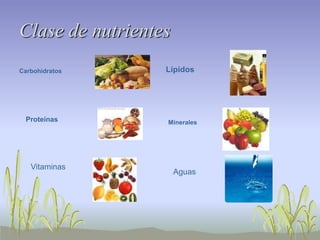 Clase de nutrientes
Carbohidratos     Lípidos




 Proteínas        Minerales




   Vitaminas
                      Aguas
 