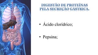 • Ácido clorídrico; 
• Pepsina; 
 
