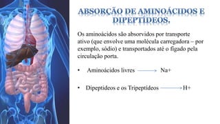 Os aminoácidos são absorvidos por transporte 
ativo (que envolve uma molécula carregadora – por 
exemplo, sódio) e transportados até o fígado pela 
circulação porta. 
• Aminoácidos livres Na+ 
• Dipeptideos e os Tripeptídeos H+ 
 