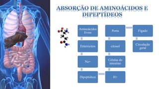 Aminoácidos 
livres 
Enterócitos 
Na+ 
Porta Fígado 
citosol 
Células do 
intestino 
Dipeptídeos H+ 
Circulação 
geral 
 