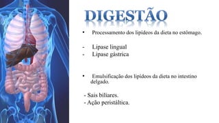• Processamento dos lipídeos da dieta no estômago. 
- Lipase lingual 
- Lipase gástrica 
• Emulsificação dos lipídeos da dieta no intestino 
delgado. 
- Sais biliares. 
- Ação peristáltica. 
 