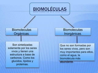 BIOMOLÉCULAS
Que no son formadas por
los seres vivos, pero son
muy importantes para ellos,
como el agua, la
biomolécula más
abundante.
Son sintetizadas
solamente por los seres
vivos y tienen una
estructura a base de
carbonos. Como los
glucidos, lípidos y
proteínas.
Biomoleculas
Orgánicas.
Biomoleculas
Inorgánicas.
 