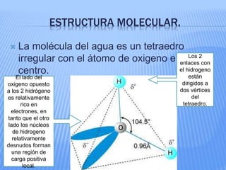 ESTRUCTURA MOLECULAR.
 La molécula del agua es un tetraedro
irregular con el átomo de oxigeno en su
centro.
Los 2
enlaces con
el hidrogeno
están
dirigidos a
dos vértices
del
tetraedro.
El lado del
oxigeno opuesto
a los 2 hidrógeno
es relativamente
rico en
electrones, en
tanto que el otro
lado los núcleos
de hidrogeno
relativamente
desnudos forman
una región de
carga positiva
local.
 