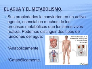 EL AGUA Y EL METABOLISMO.
 Sus propiedades la convierten en un activo
agente, esencial en muchos de los
procesos metabólicos que los seres vivos
realiza. Podemos distinguir dos tipos de
funciones del agua:
 *Anabólicamente.
 *Catabólicamente.
 