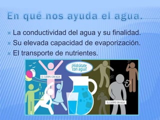  La conductividad del agua y su finalidad.
 Su elevada capacidad de evaporización.
 El transporte de nutrientes.
 