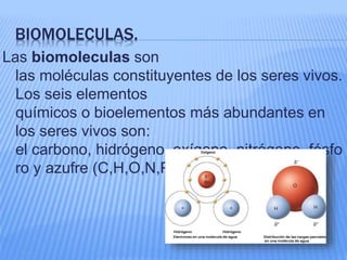 BIOMOLECULAS.
Las biomoleculas son
las moléculas constituyentes de los seres vivos.
Los seis elementos
químicos o bioelementos más abundantes en
los seres vivos son:
el carbono, hidrógeno, oxígeno, nitrógeno, fósfo
ro y azufre (C,H,O,N,P,S).
 