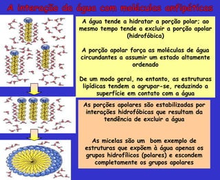 A água tende a hidratar a porção polar; ao
mesmo tempo tende a excluir a porção apolar
(hidrofóbica)
A porção apolar força as moléculas de água
circundantes a assumir um estado altamente
ordenado
De um modo geral, no entanto, as estruturas
lipídicas tendem a agrupar-se, reduzindo a
superfície em contato com a água
As porções apolares são estabilizadas por
interações hidrofóbicas que resultam da
tendência de excluir a água
As micelas são um bom exemplo de
estruturas que expõem à água apenas os
grupos hidrofílicos (polares) e escondem
completamente os grupos apolares
 