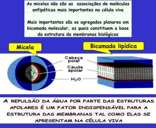 As micelas não são as associações de moléculas
anfipáticas mais importantes na célula viva
Mais importantes são os agregados planares em
bicamada molecular, os quais constituem a base
da estrutura da membranas biológicas
A REPULSÃO DA ÁGUA POR PARTE DAS ESTRUTURAS
APOLARES É UM FATOR INDISPENSÁVEL PARA A
ESTRUTURA DAS MEMBRANAS TAL COMO ELAS SE
APRESENTAM NA CÉLULA VIVA
Micela Bicamada lipídica
 