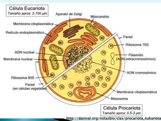 DadorAceptorEJEMPLOSAGUAAGUA CON OTRAS MOLÉCULASPROTEINAS  Y ACIDOS NUCLEICOSENLACES DE HIDRÓGENO